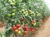 375 ERVA sırık domates