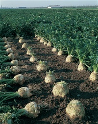 BRİLLANT KÖK KEREVİZ TOHUMU , Ambalaj : 10 bin adet tohum